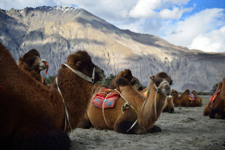 Camel safari with mountain in Nubra valley, Ladakh, Indiaの写真素材