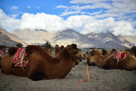 Camel safari with mountain in Nubra valley, Ladakh, Indiaの写真素材
