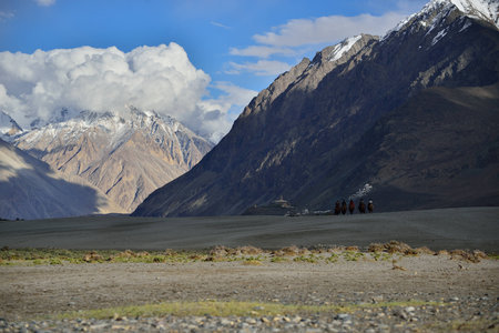 Tourists riding camels in Nubra valley in Himalayas, Ladakhの写真素材