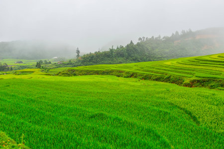 Rice fields in the mist at SAPA in VIETNAMの写真素材