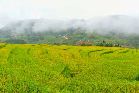 Rice fields in the mist at SAPA in VIETNAMの写真素材