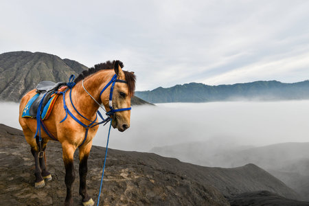 A Horse with the mist in Bromo Tengger Semeru National Park, East Java, Indonesia.の写真素材