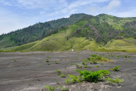This photo was shot from Savannah behind the Bromo volcano in Bromo Tengger Semeru National Park, East Java, Indonesiaの写真素材