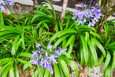 Purple flowers with green leafs.の写真素材