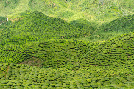 Tea Plantation in the Cameron Highlands, Malaysiaの写真素材