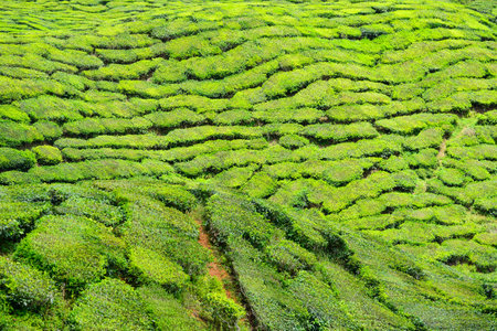 Tea Plantation in the Cameron Highlands, Malaysiaの写真素材