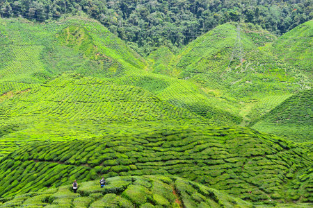 Tea Plantation in the Cameron Highlands, Malaysiaの写真素材