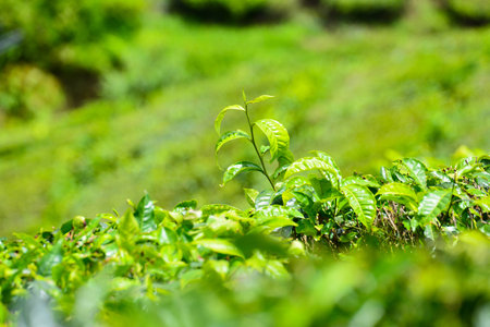 Tea Plantation in the Cameron Highlands, Malaysiaの写真素材
