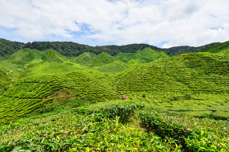Tea Plantation in the Cameron Highlands, Malaysiaのeditorial素材