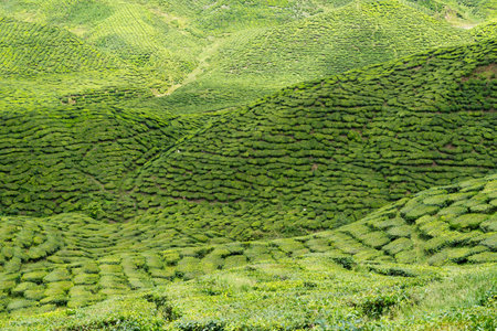 Tea Plantation in the Cameron Highlands, Malaysiaの写真素材
