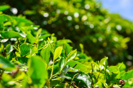 Tea Plantation in the Cameron Highlands, Malaysiaの写真素材
