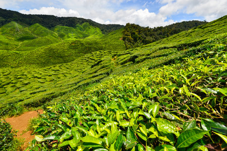 Tea Plantation in the Cameron Highlands, Malaysiaの写真素材