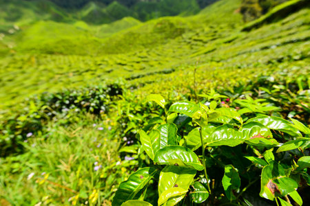 Tea Plantation in the Cameron Highlands, Malaysiaの写真素材