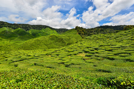 Tea Plantation in the Cameron Highlands, Malaysiaの写真素材