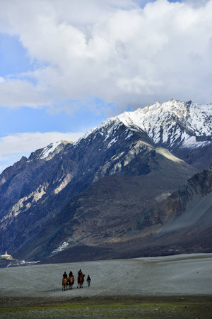 Tourists riding camels in Nubra valley in Himalayas, Ladakhの写真素材
