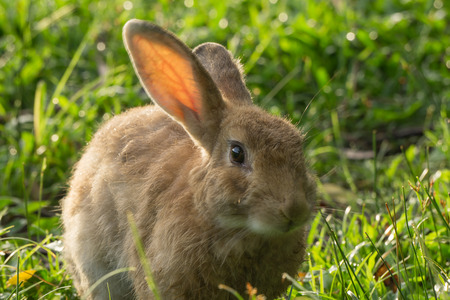 Brown rabbit on the green grass background.