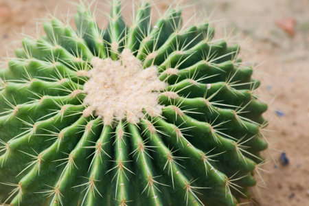 Echinocactus grusonii Hildm