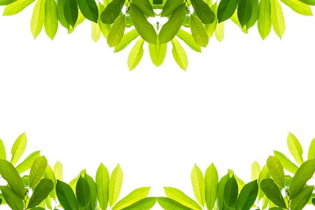 Green leaves on a white background, isolatedの写真素材