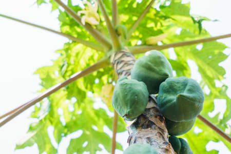 papaya tree in the bottom viewの写真素材