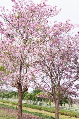 couple pink trumpet tree in garden