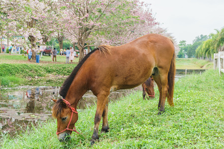 horse standing near canal with green grass, outdoor viewの写真素材