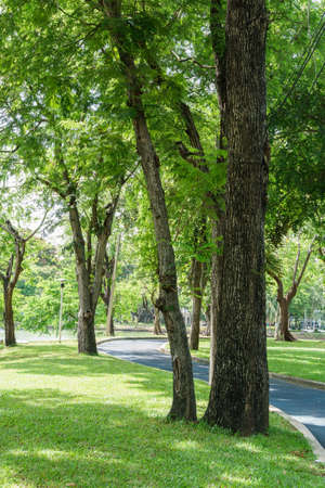walkway in green tree park, town parkland in Bangkok Thailandの写真素材