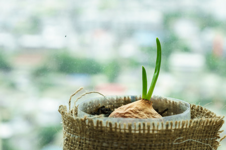 new green leaf from onion means new life of plant seedlingの写真素材