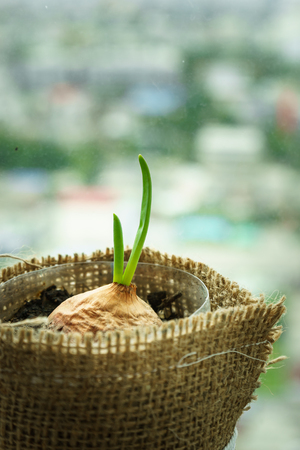plant seedling grow with new green leaf, new life of onion growth in potsの写真素材
