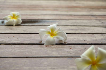 Plumeria flowers on wooden floor, Tropical flowers frangipaniの写真素材