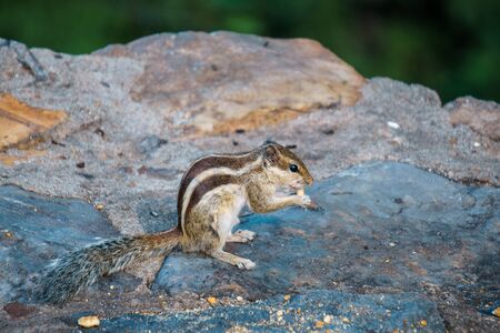 Chipmunk standing on the stone and eating a snackの写真素材