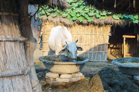 white cow eating green plant from container in the village, cow rural in Indiaの写真素材