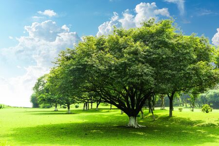 Green trees in park, tree in summer parkの写真素材
