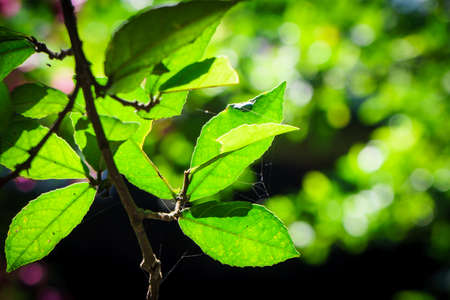 Green leaves with branch in closeup, green plants for backgroundの写真素材