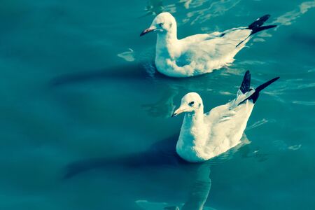 Couple Seagull on seawater, Beauty from the Nature lifeの写真素材