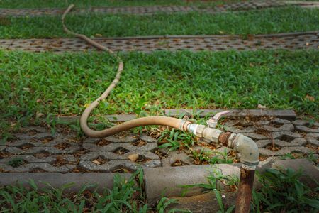 Hose water on green grass, equipment tool for gardeningの写真素材