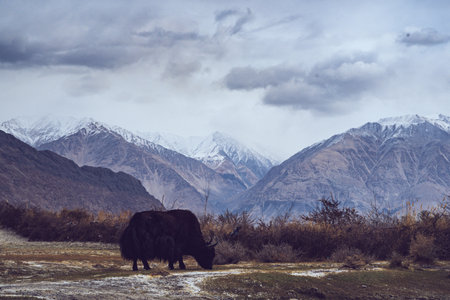 Majestic Himalayan yak grazing peacefully in a remote high-altitude valley with dramatic snow-capped mountains under moody skies, capturing the wild beauty of Ladakh's natural landscapeの写真素材