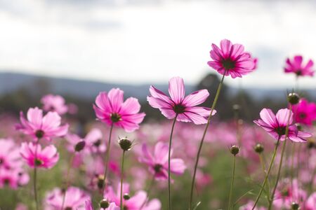 Beautiful Pink Cosmos Flower