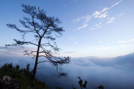 Beautiful morning shot with sea of mist and tree in foreground