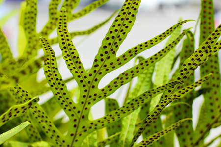 Closeup clump of fern