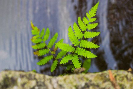 Fern Focus top Leaf out of topの写真素材