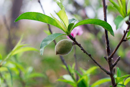 plum on the branchの写真素材