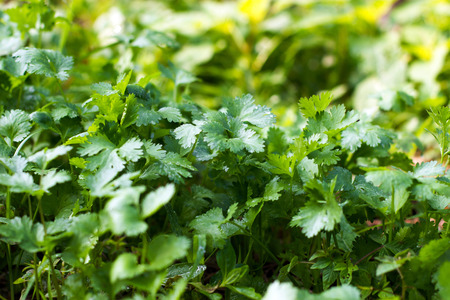 Patterns of coriander leaves.の写真素材