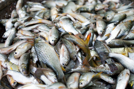Fresh Fish on a Marketの写真素材