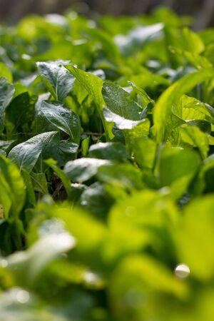 Close up of Pok Choy in Farm