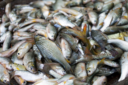 Fresh Fish on a Marketの写真素材