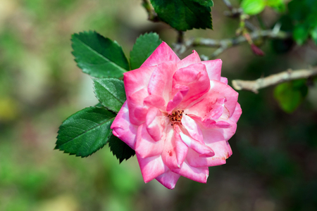 Beautiful flower, pink flower, garden, summer scene, macroの写真素材