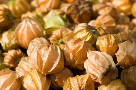 Cape Gooseberry background,Physalis peruvianaの写真素材