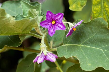 nice purple wild eggplant flowers blooming in natureの写真素材
