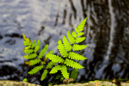 Fern Focus top Leaf out of topの写真素材