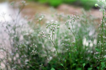 Little ironweed flower with green leaves